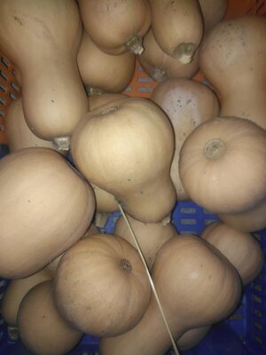 Courge butternut
