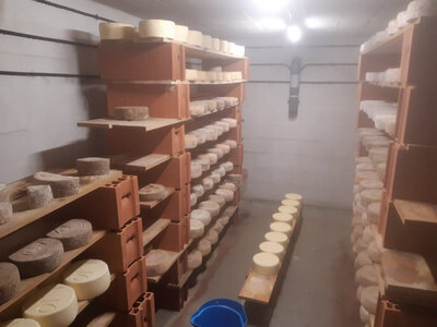 Tomme marguerite d'anjou