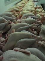 Noël/prévente canette des dombes🎄