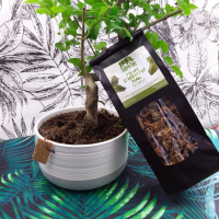 Infusion hibiscus blanc