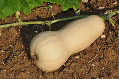 Courge butternut