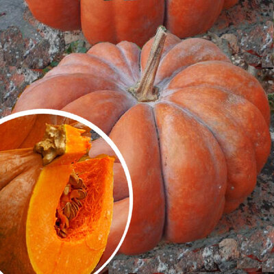 Courge musquée de provence