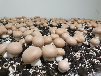 Champignons