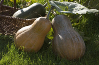 Courge sucrine du berry