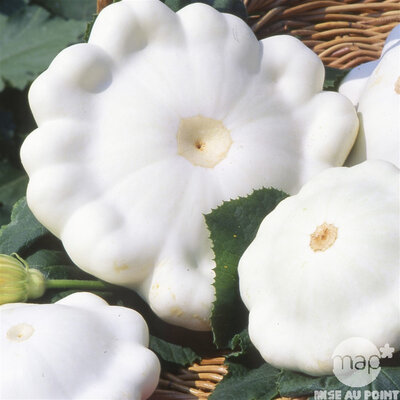 Pâtisson blanc