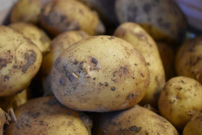 Pommes de terre allians