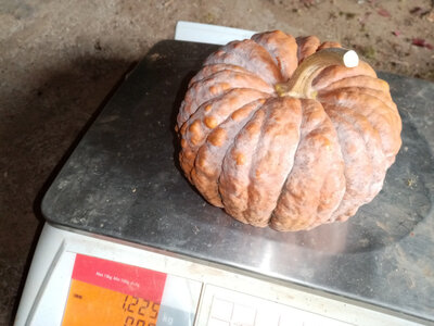 Courge futsu