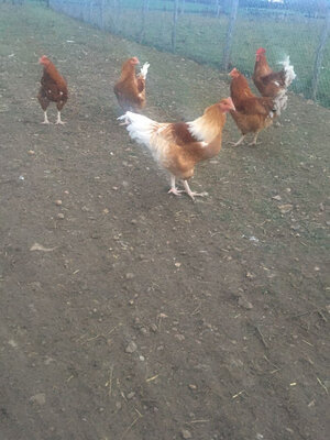 Chapon de poulet