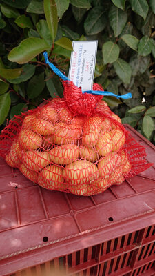 Pomme de terre four/vapeur filet 1.5 k