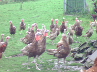 Dinde rouge des ardennes