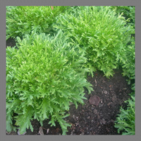Salade : chicorée frisée