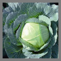 1/2 chou blanc coupé