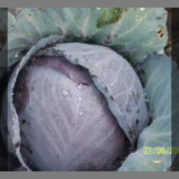 1/2 chou rouge coupé