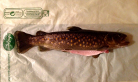 Truite fario : entière