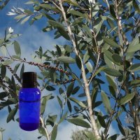 Huile essentielle de niaouli