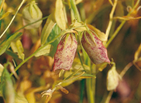 Lentilles vertes bio