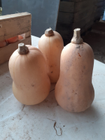 Butternut petit calibre (env 500 gr)