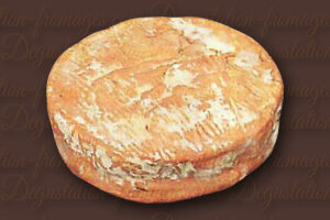 Laudier au cidre