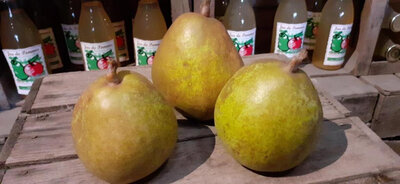 Poire angelys cat 1