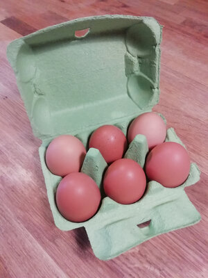 Oeufs bio x6 ''extra frais''