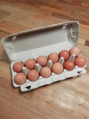 Oeufs bio x12 ''extra frais''