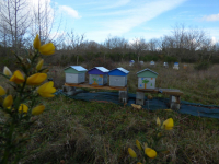 Miel de fleurs font de peyre