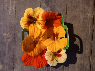 Fleurs de capucine