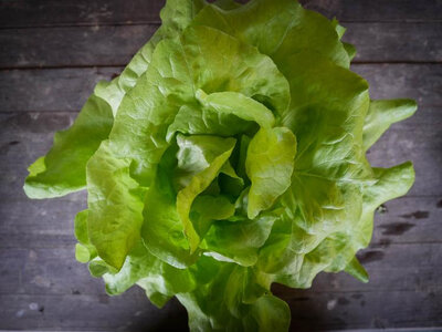 Laitue feuille de chêne