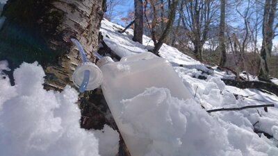 Lavtofermenté seve de bouleau bio montagne