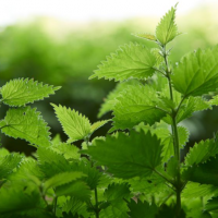 Ortie jeune pousse fraîche bio