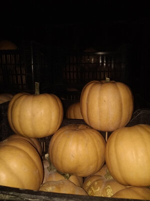 Courge carat
