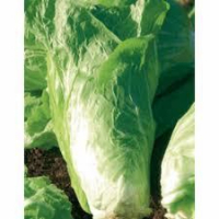 Salade pain de sucre