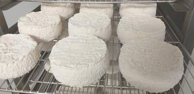 Gros biquet 1/2 affiné (chèvre)