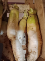 Radis daïkon / radis blanc