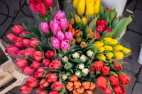 Bouquet de 20 tulipes