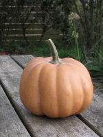 Courge carat - 1.3kg