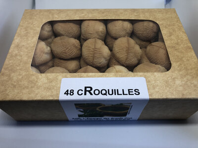 Croquilles vides à garnir (x48)