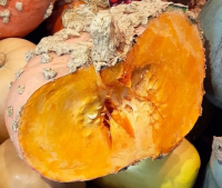 Demi potiron galeux d'eysines