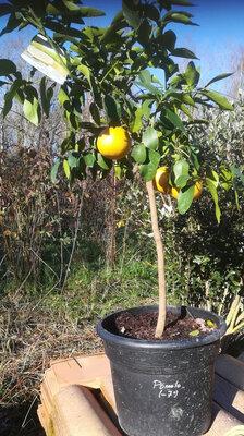 Pomelo star ruby 120 cm pot 30 litre