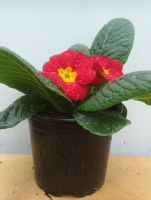 Primevère en pot de 10 cm