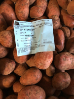 Plant de pdt stemster