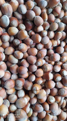 Noisette