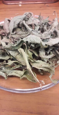 Verveine