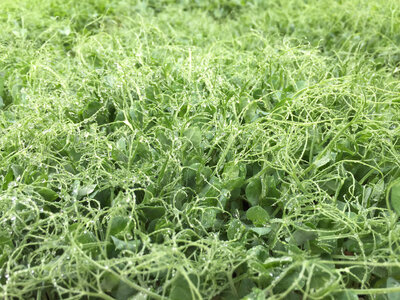 Micro-pousses de pois vrille 'affyla'
