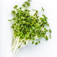 Micro-pousses de brocoli rapini