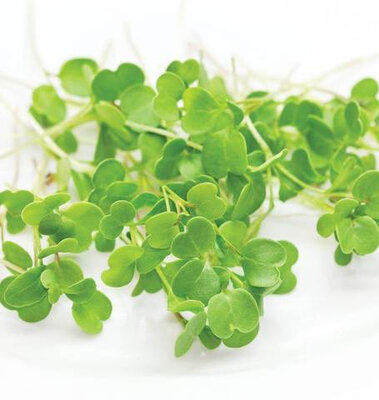 Micro-pousses de roquette