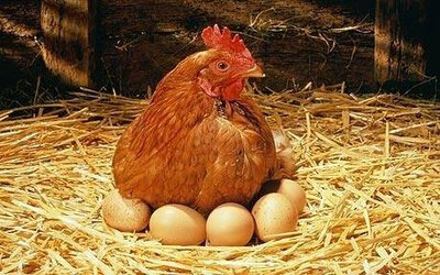 Oeufs de poule (boite de 12 pièces)