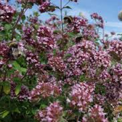 Eau florale origan