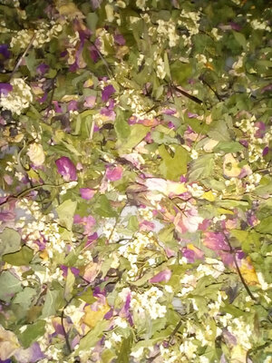 Tisane cupidon