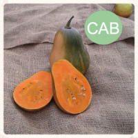 Courge sucrine du berry bio